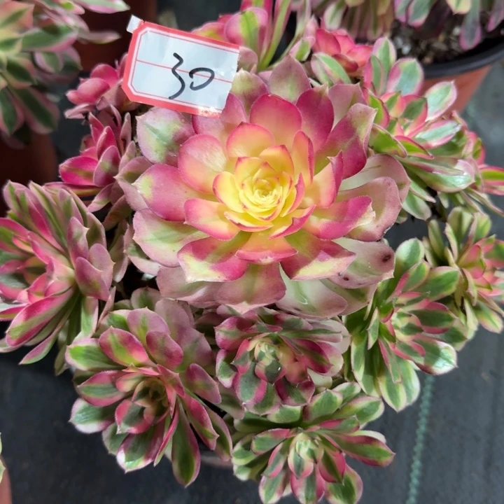 30号倾城法师多肉植物