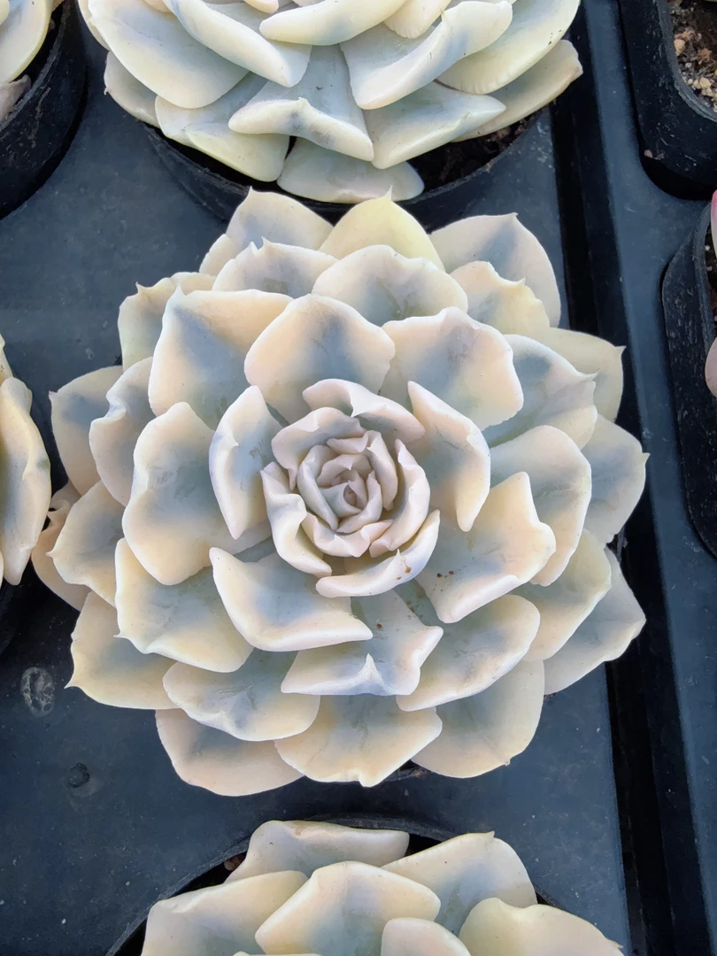 80#利比利亚锦（6-9cm）脱土