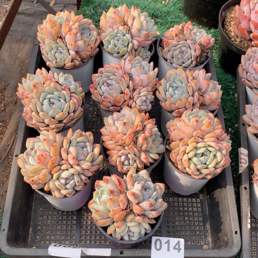 014橙子多肉植物组合