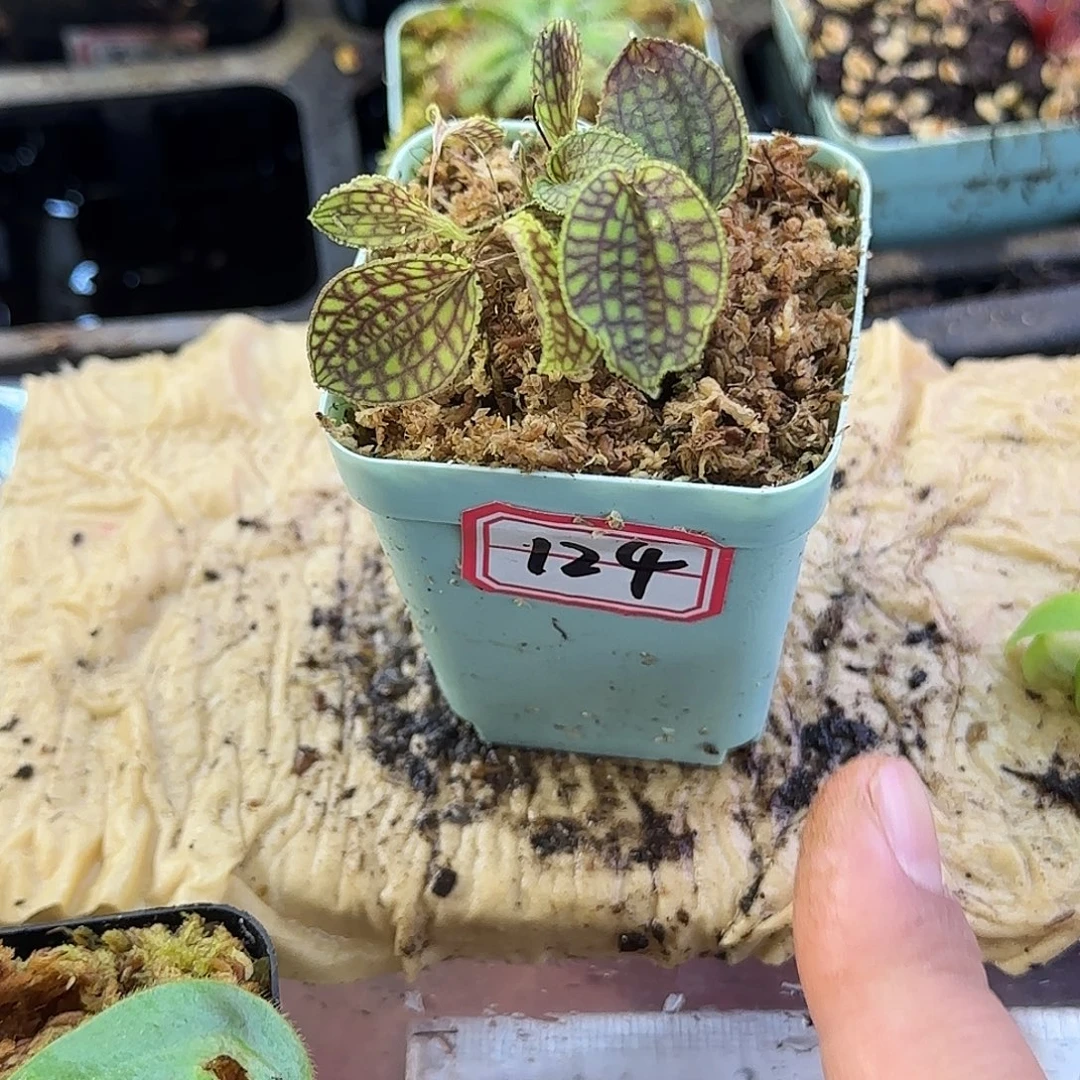 完全开放南美网格丽斑兰