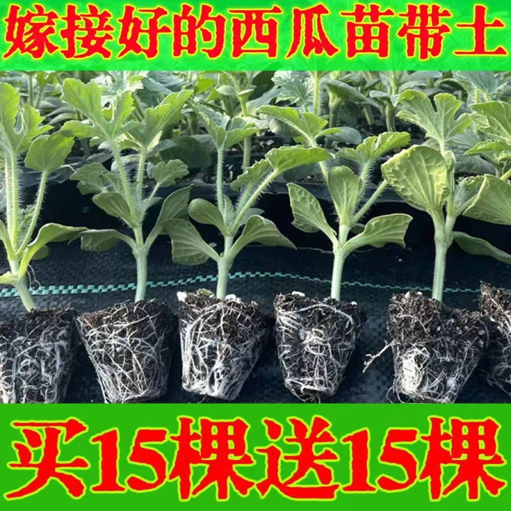 西瓜苗嫁接8424特甜麒麟超甜无籽美都西瓜秧苗盆栽地载种植西瓜苗