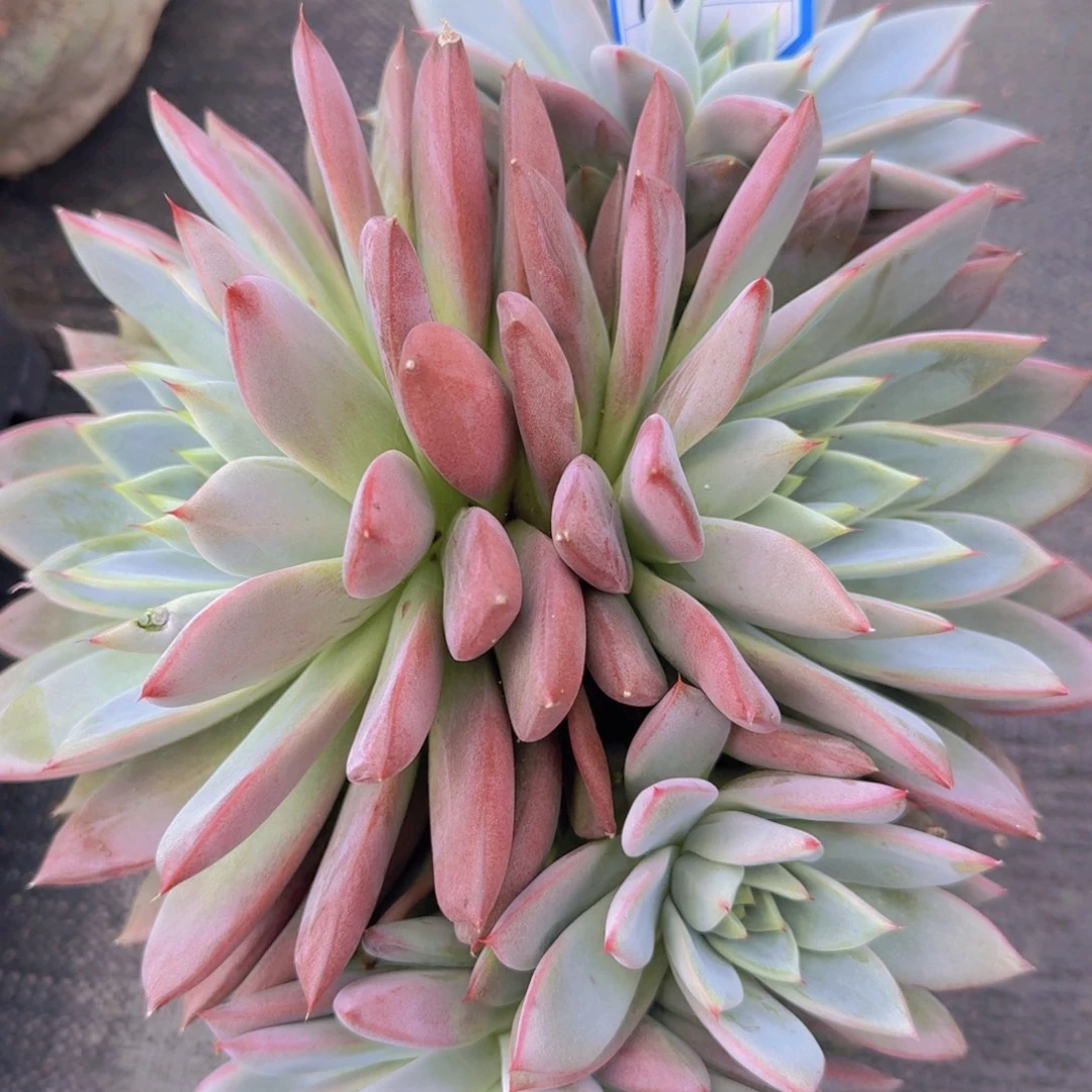 1222蜜桃仙子凡艺多肉