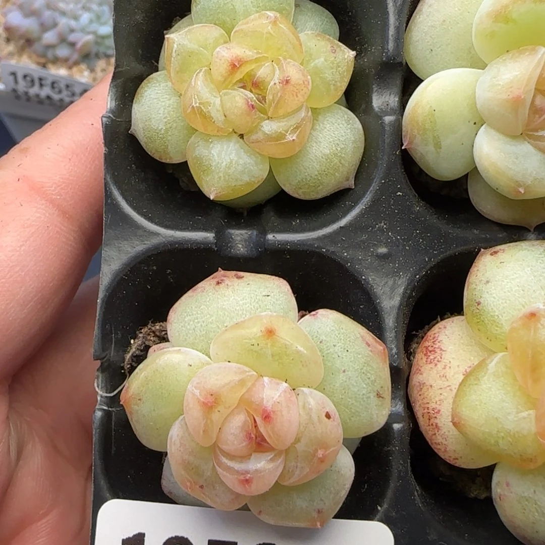 【满29包邮非偏远】699两颗