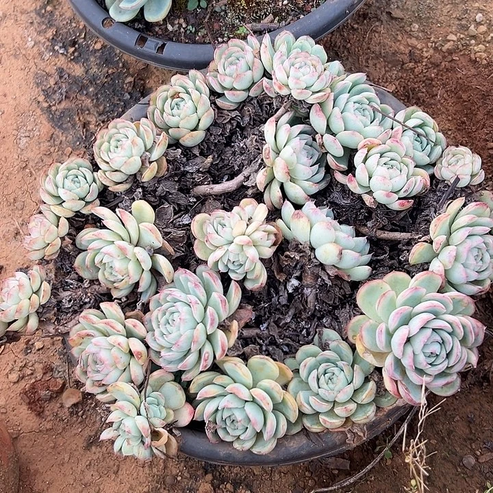 山***狗多肉植物实物直播实物160