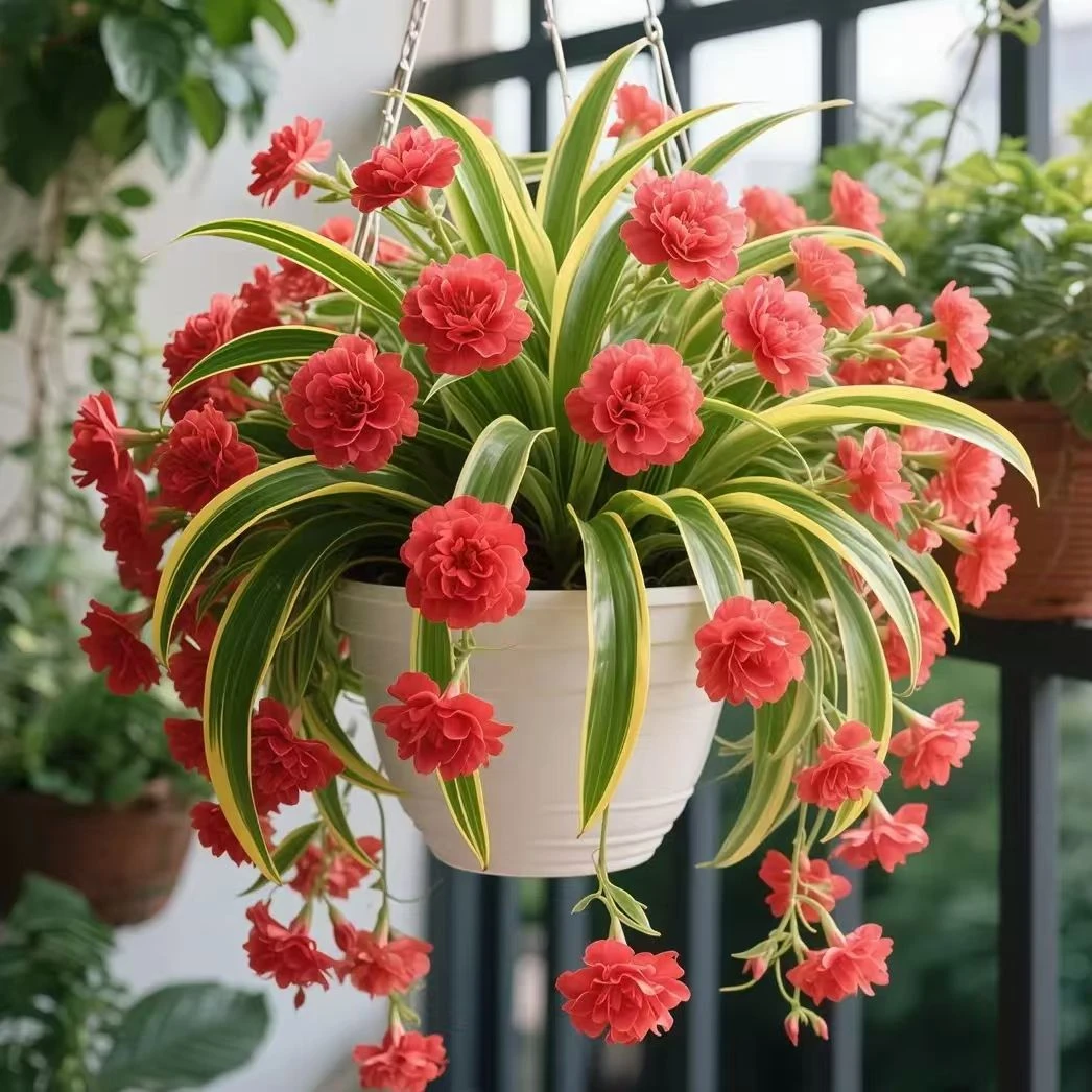 【20颗种球=6。9】香水吊兰种球四季开花花型新手好养耐寒耐