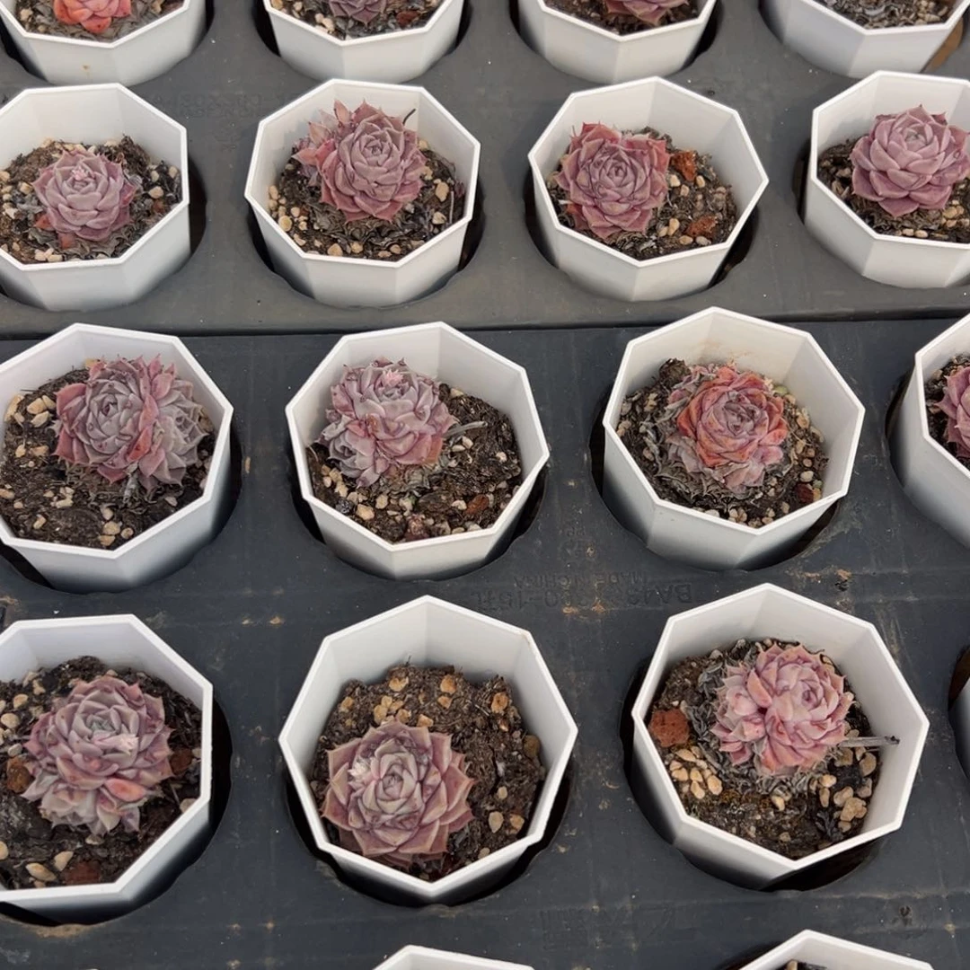 小纯爱，福利多多！