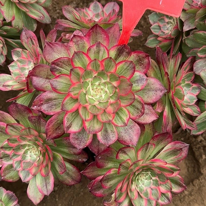 4-59莲花座多肉法师