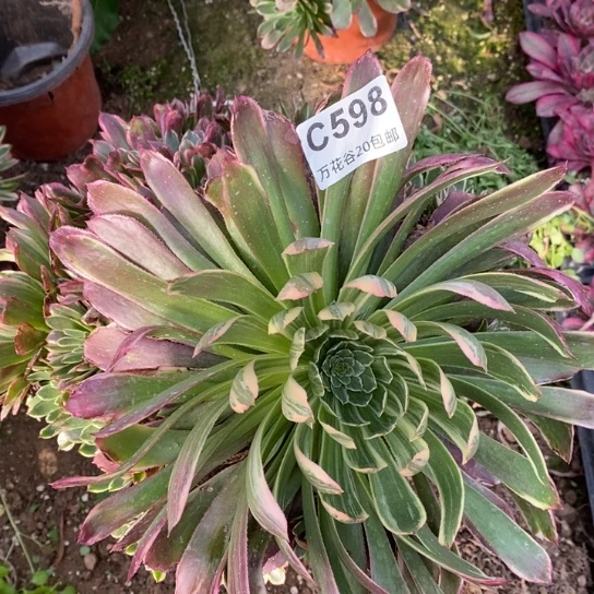 598金丝楠木歪头偏崽多肉植物