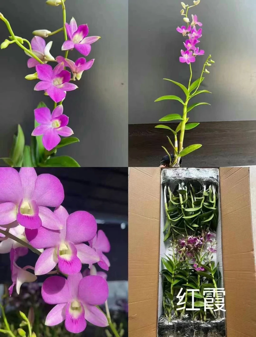 红霞秋石斛带花带花苞发货