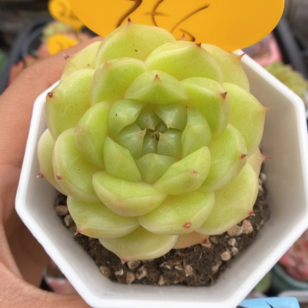 流光麦秆可拍756号