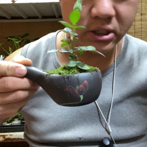 红陶一物一拍所见即所得130