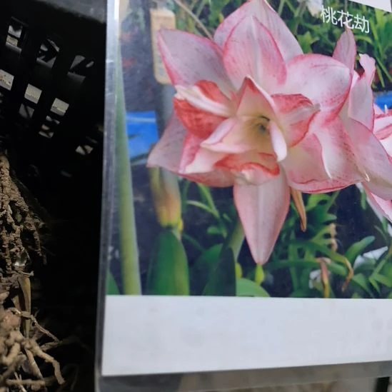 当前无花栽培后可以开花桃花劫5厘米裸根球