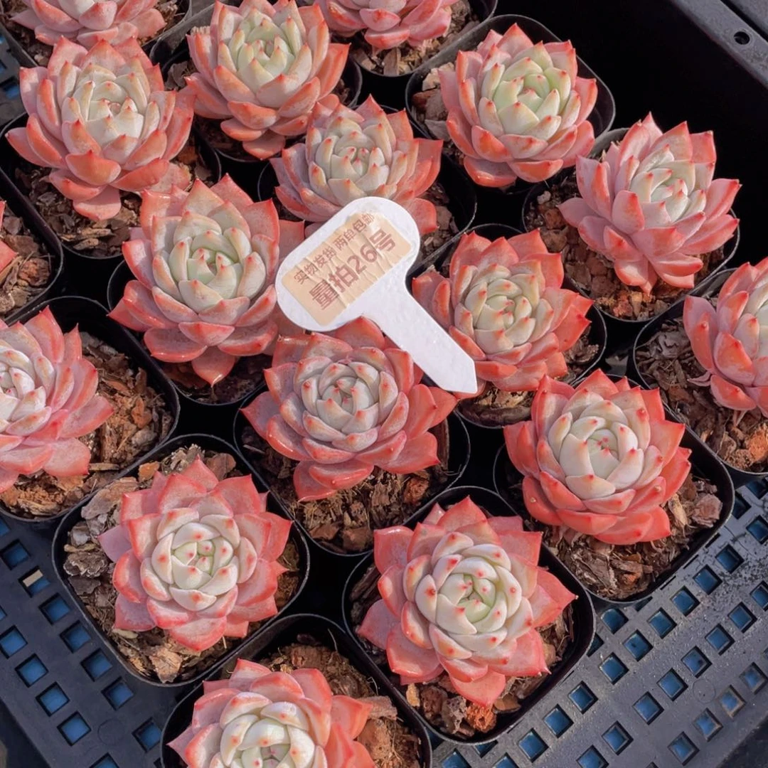 量拍26号韩版粉蓝鸟单头一个