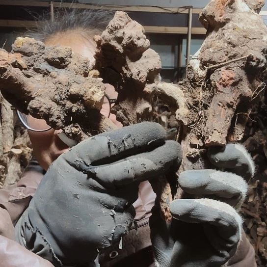 香榧木实**手火琉璃的毛料摆件