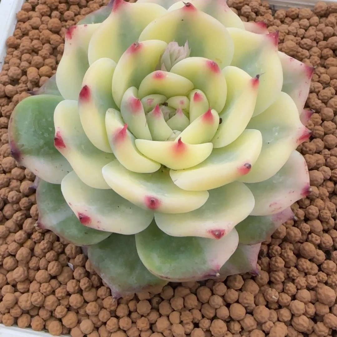 吉娃娃锦多肉植物