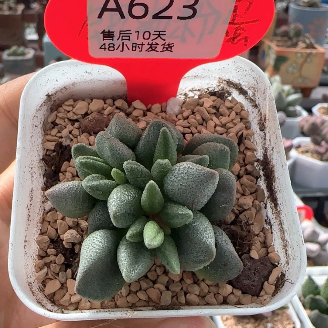 大红嘴。      623。