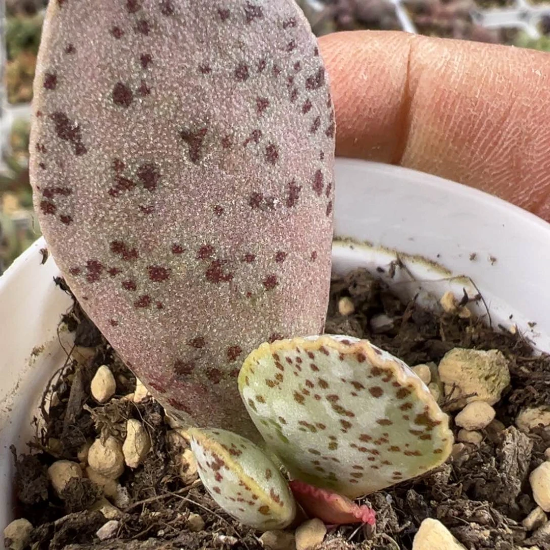 黑桃水泡多肉植物