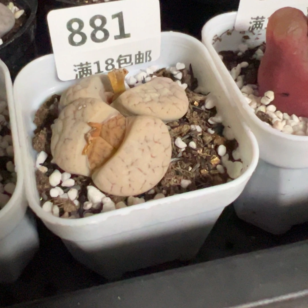 【闪购商品】小**啵 881。