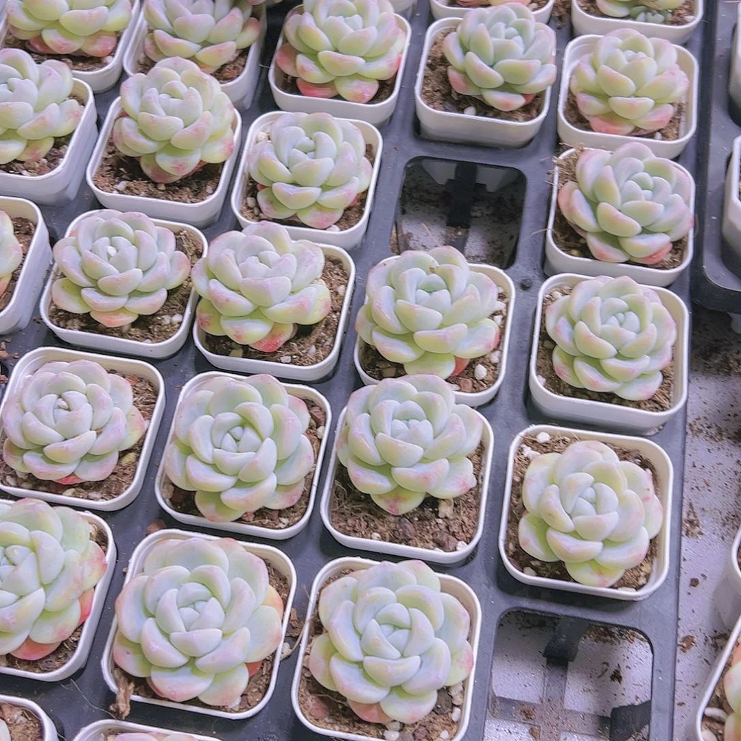 单头白冰19包邮多肉