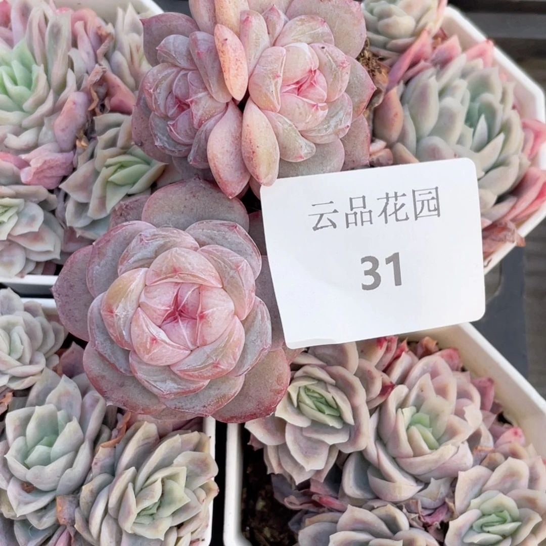 来****你31号糖心冰心珍妮2