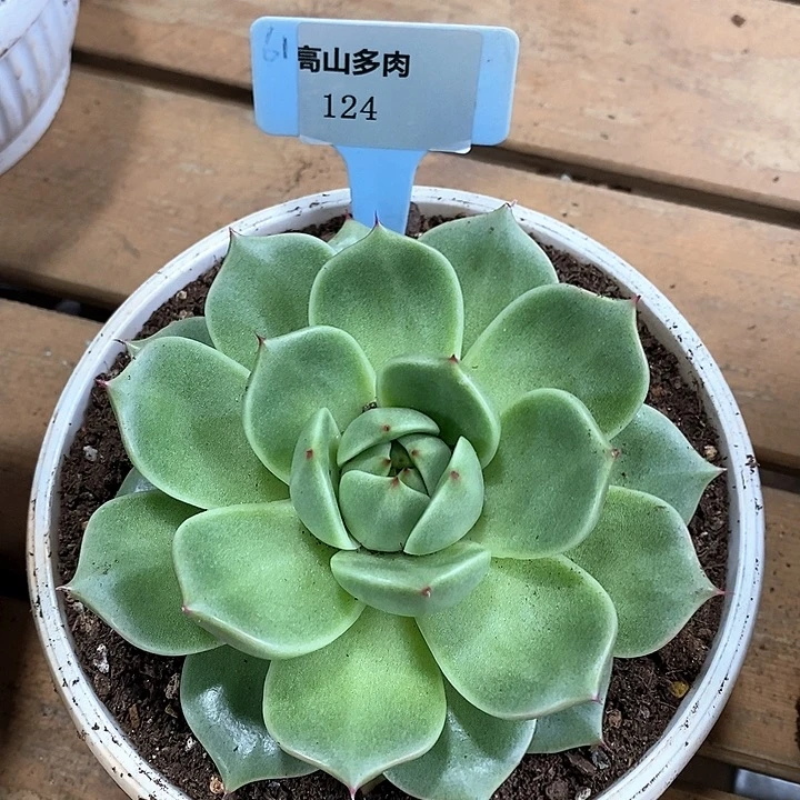 124-直播福利 东云