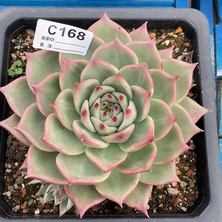 若如东云单拍C168