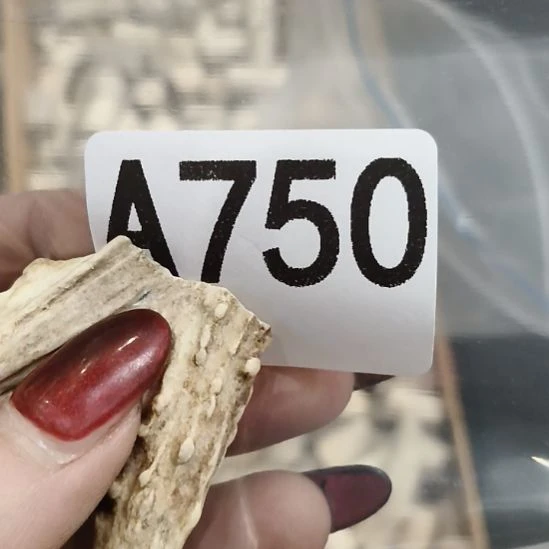 龙****鹿角鹿角鹿角鹿角鹿角