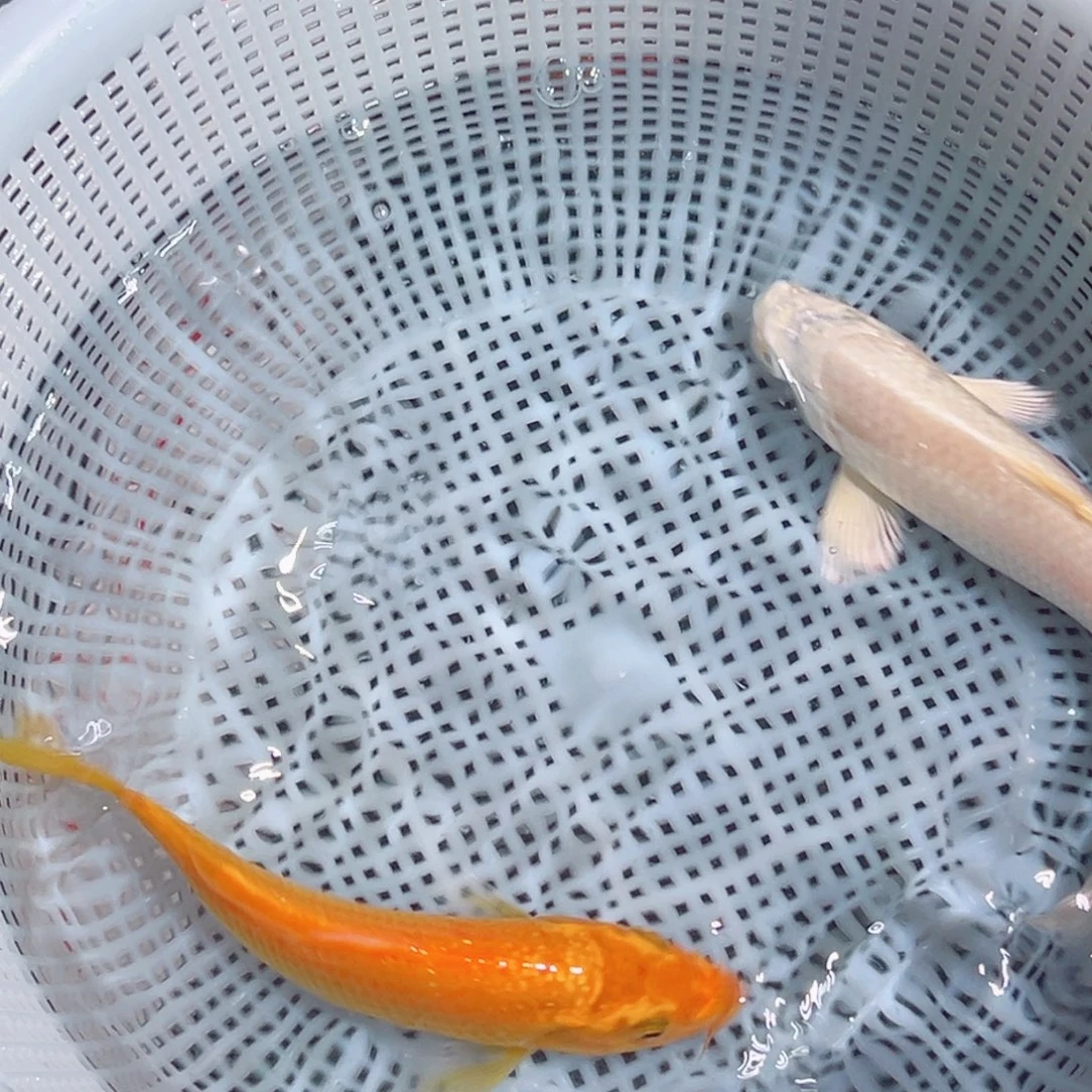 锦鲤锦鲤观赏鱼1111