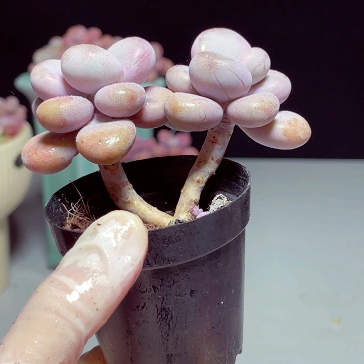 桃蛋样品1颗带盆号1