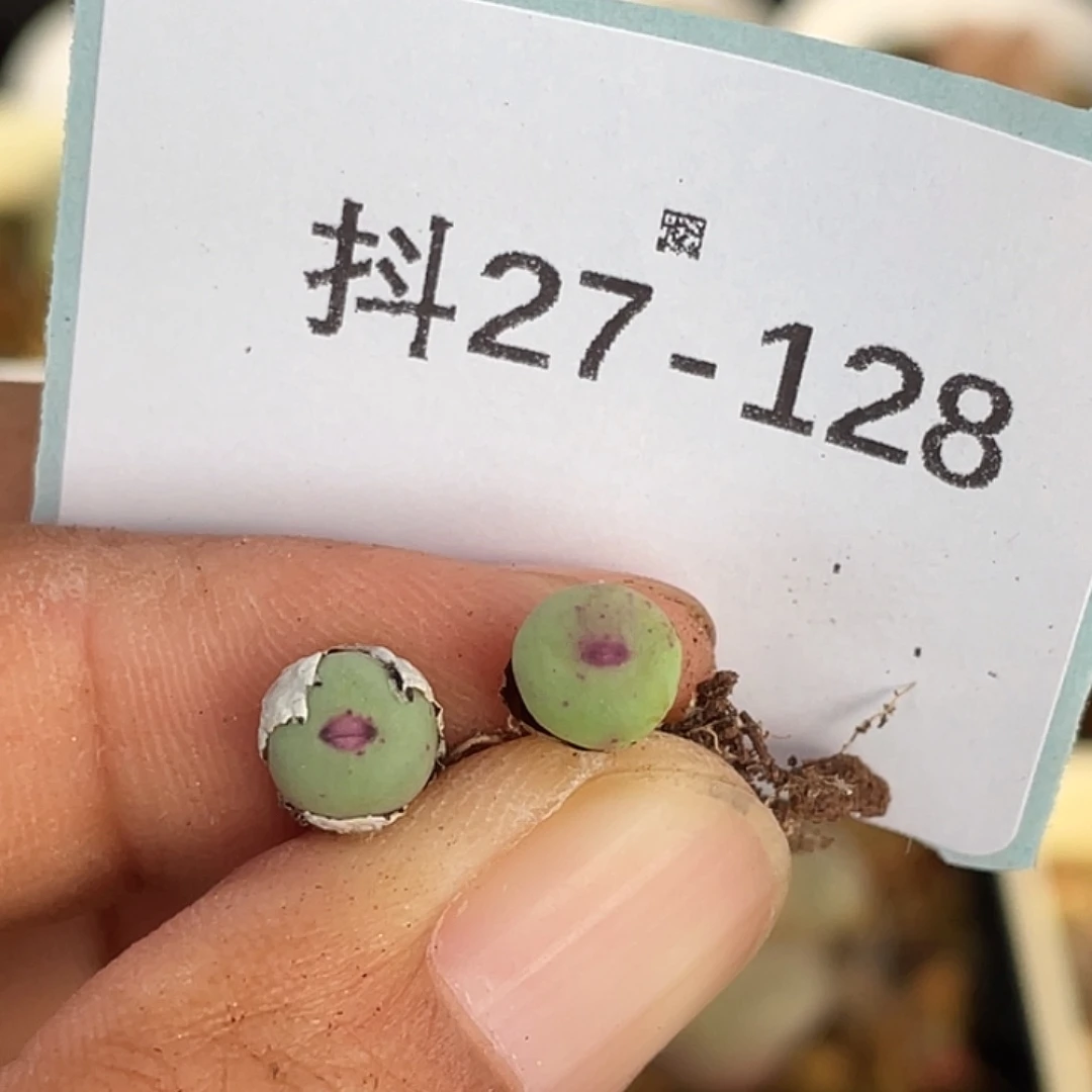 27-128嘴多肉植物