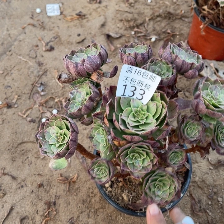 133万拉丝手捧朵朵1