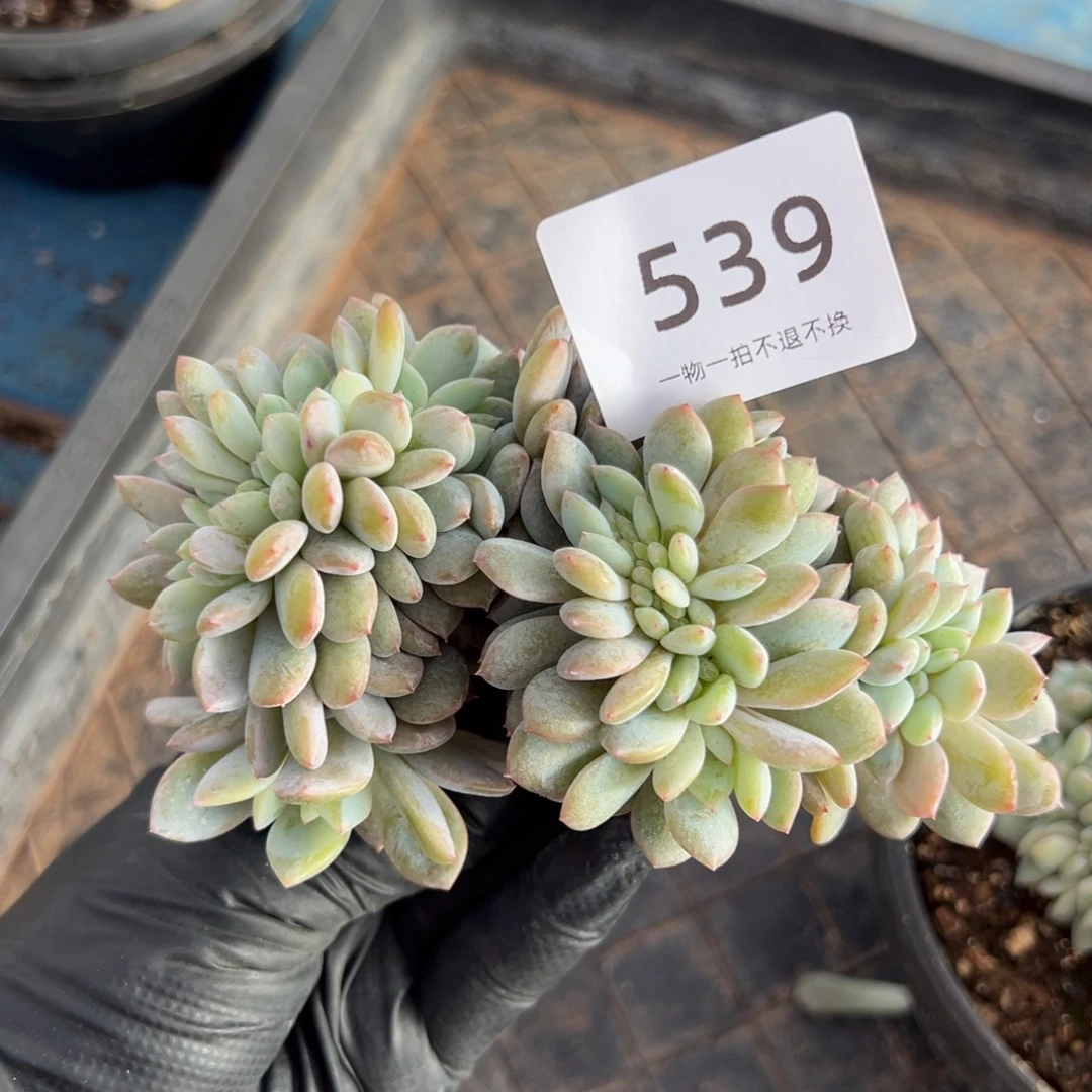 小树缀化呀呀呀呀呀呀呀呀