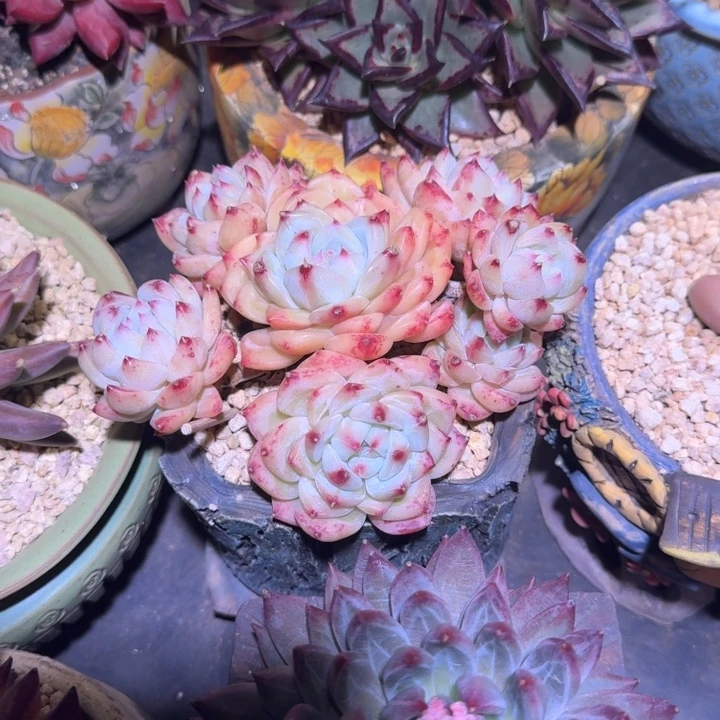 白拉糖 群生 一物一拍