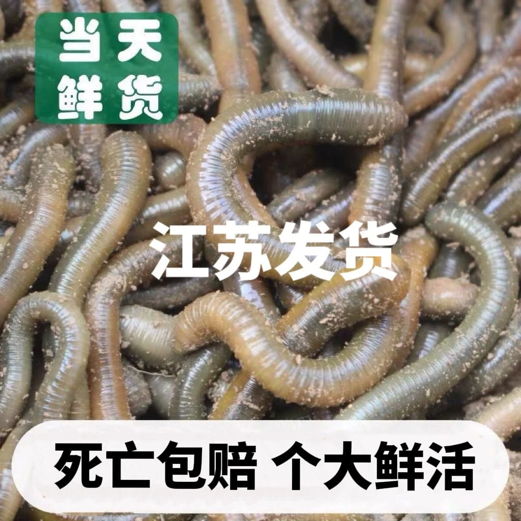 青专用黑专用蚯蚓钓鱼饵料臭专用蚯蚓活饵必备专用蚯蚓活饵包邮