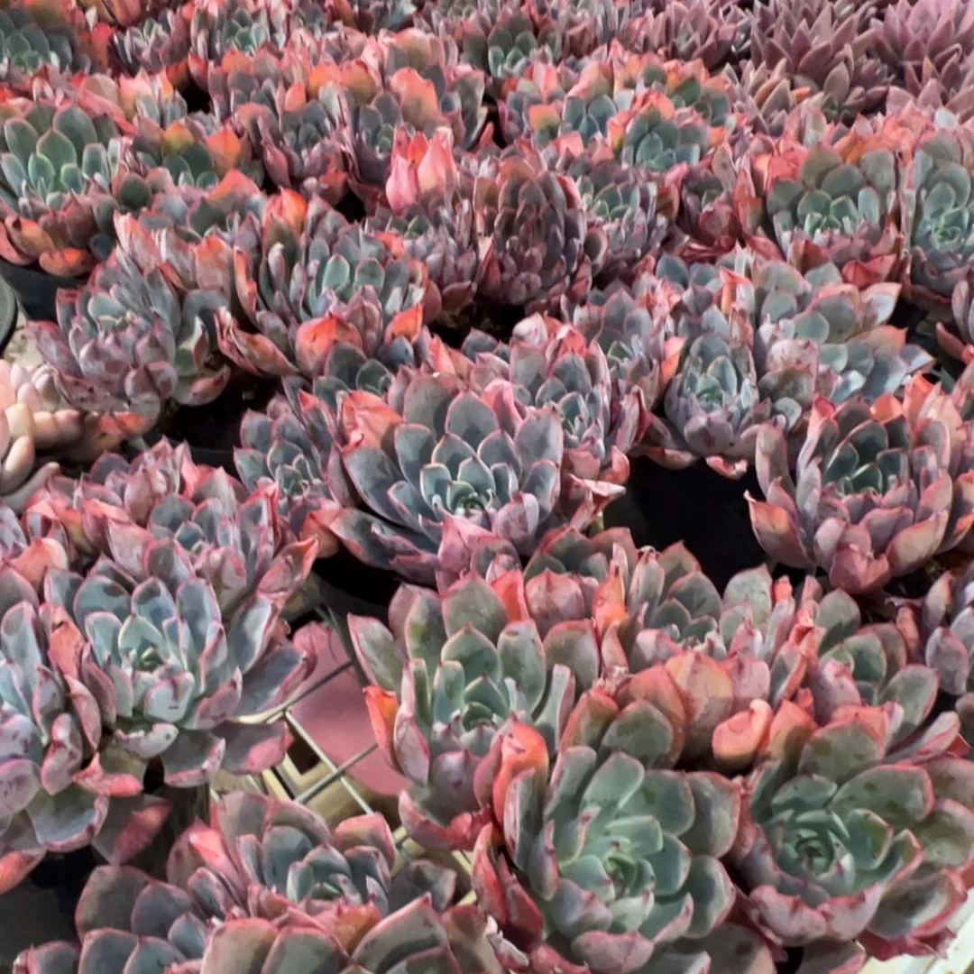 新疆包邮 赫拉群