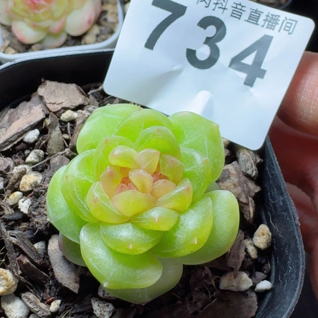 西*安母本珍妮         多肉植物
