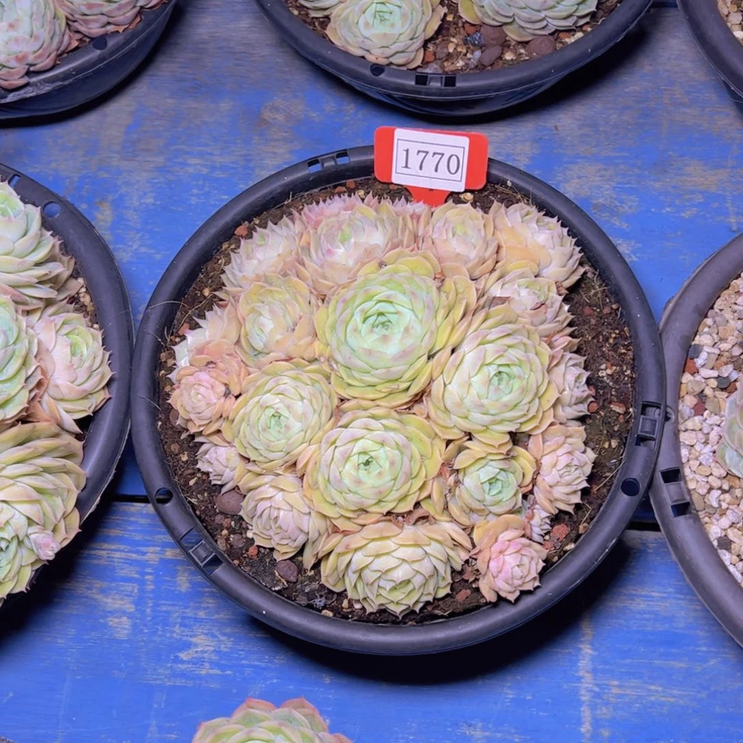 昂斯诺1770多肉植物