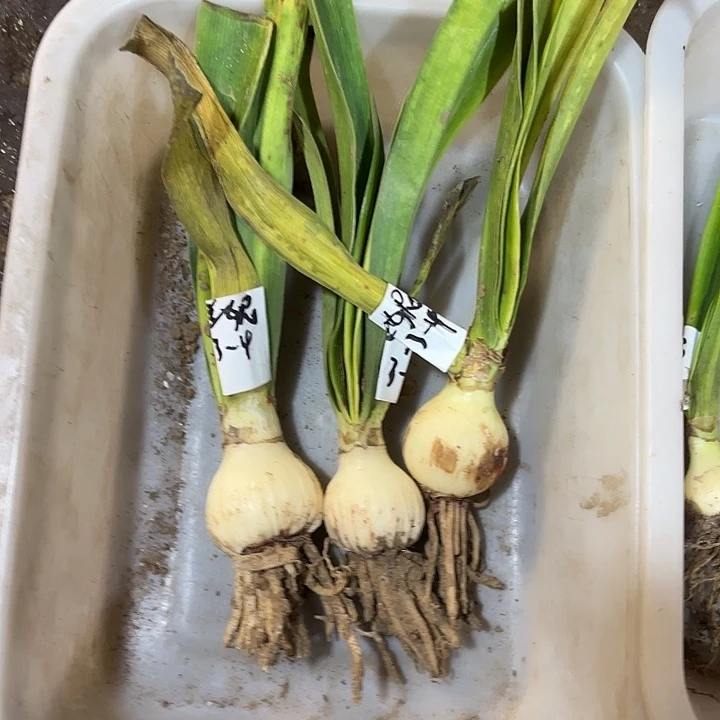 完全开放兰妮，3厘米左右3棵