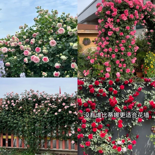 爬藤月季特价种花好时节便宜咯明年开刚好欣赏月季苗