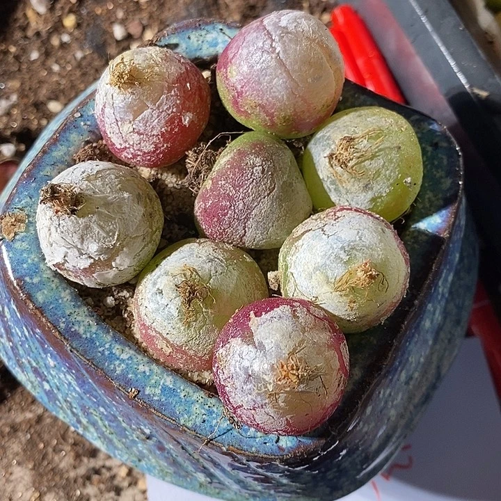 28313。    一颗灯泡2.5以上。 有瑕疵。