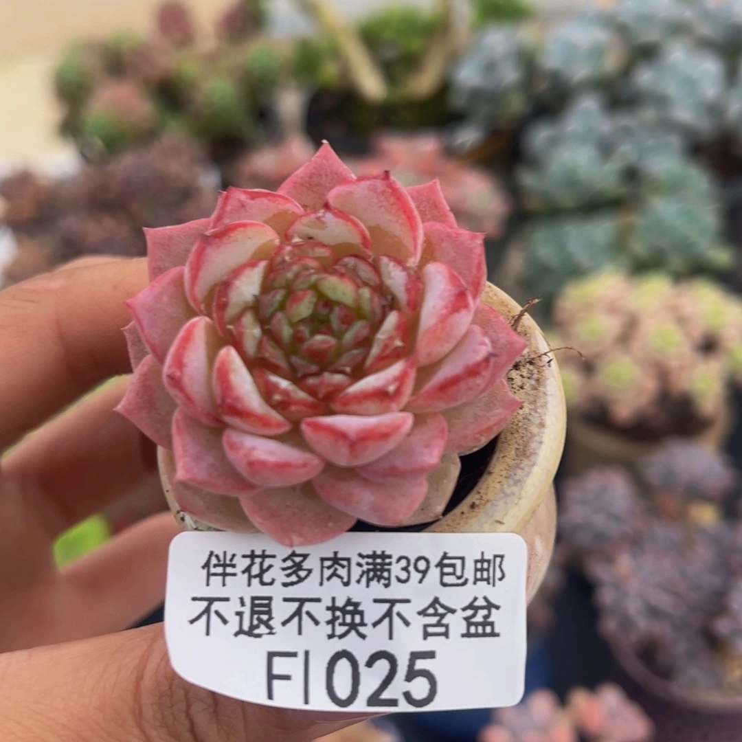 025-天鹅绒多肉3cm