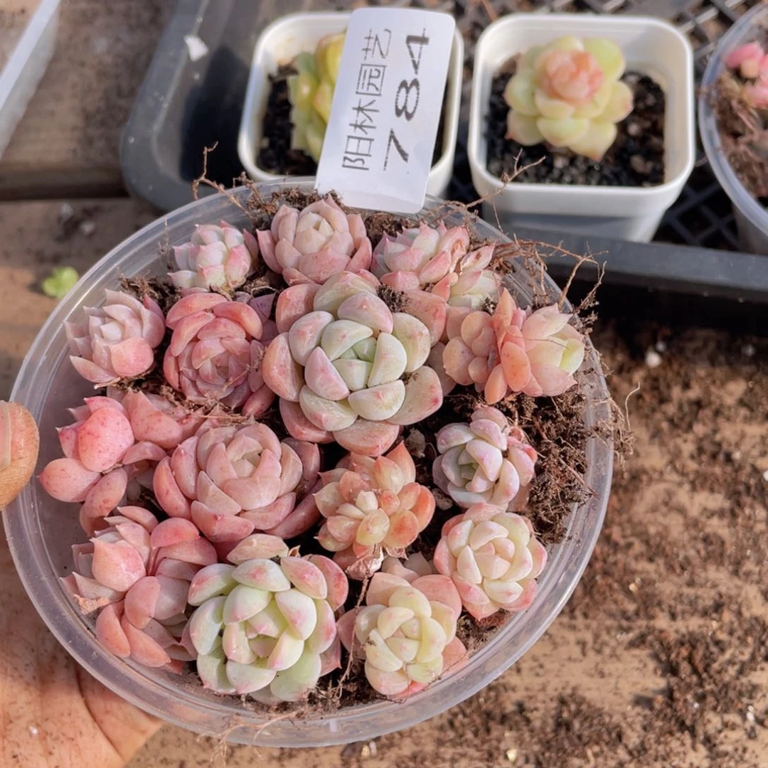 多肉植物多肉植物784