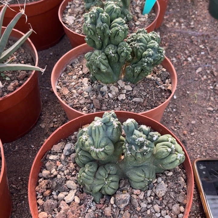 紫云罗汉好养皮实