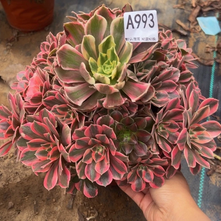 女妖多肉植物993.