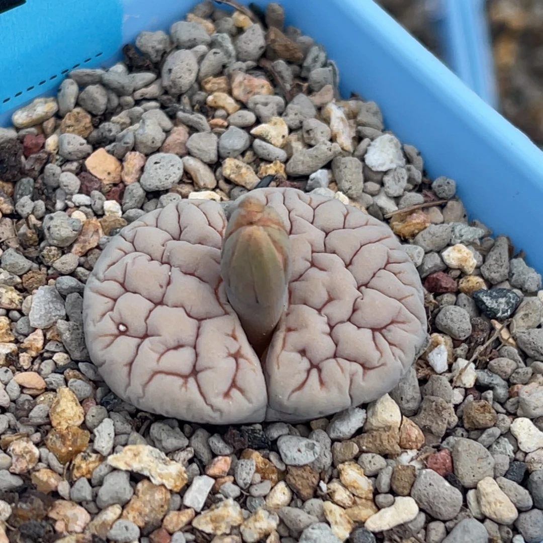 7828凹凸脑纹189一颗