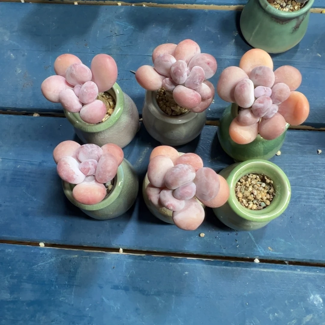 苏***夏橙雪球带盆土发货