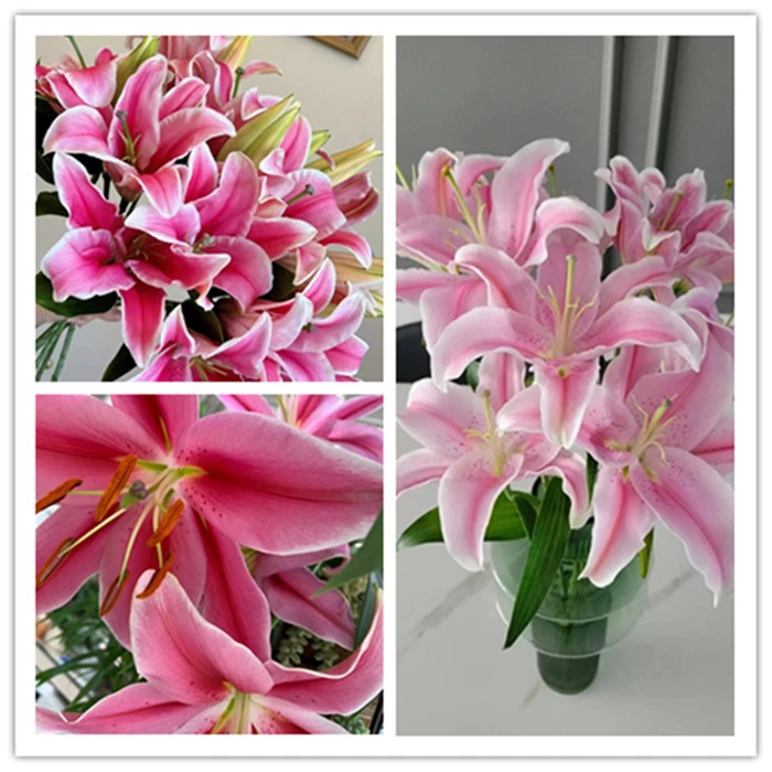 套餐41 粉色百合4支4朵+绿色石竹花5支+白色风铃一小把