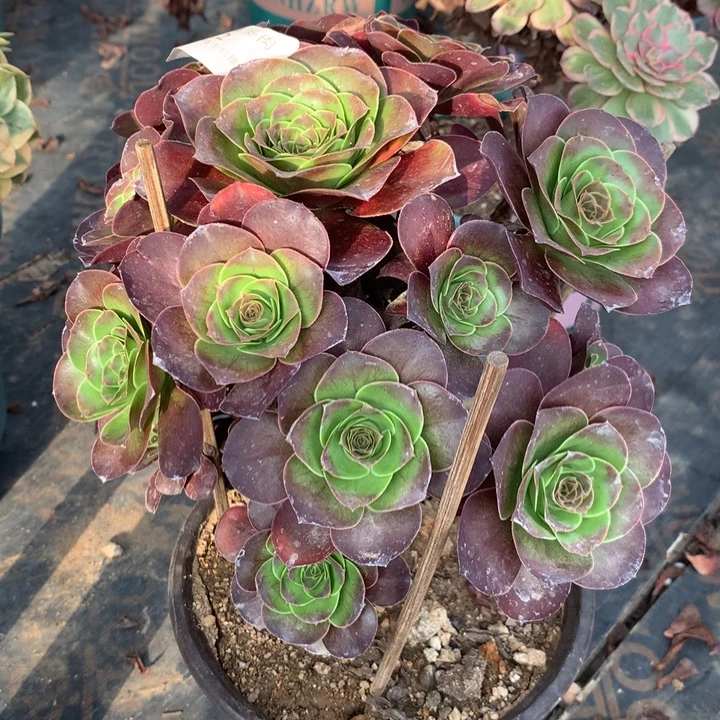 022玫瑰多肉植物特价