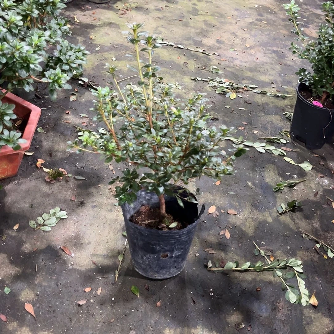 深山雾岛杜鹃初冠雪