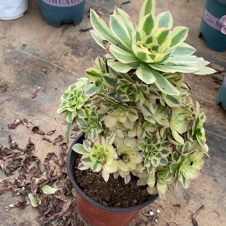 保时捷31多肉植物保护法师